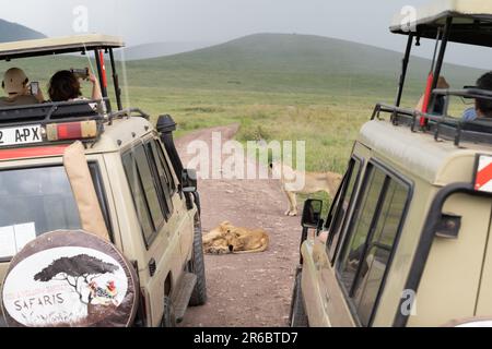 Cratère de Ngorongoro, Tanzanie - 12 mars 2023: Une foule de véhicules de safari se rassemblent autour d'une fierté des lions qui se reposent au milieu de la route Banque D'Images