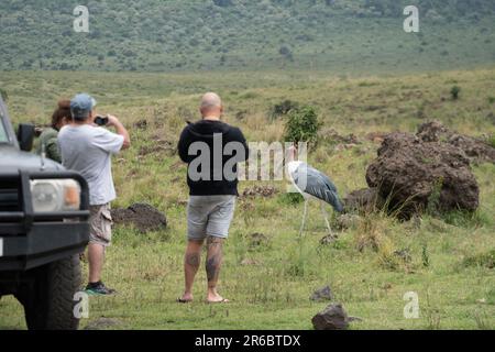 Cratère de Ngorongoro, Tanzanie - 12 mars 2023: Touristes (défocused) prendre des photos d'un oiseau de porc de Marabou, se rapprocher trop de la faune lors du safari Banque D'Images