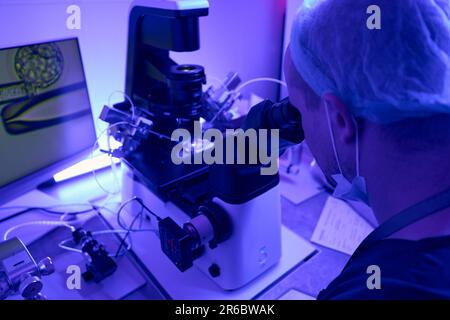 Un employé de laboratoire de reproductologie travaille avec un micromanipulateur Banque D'Images