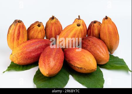 Pile de gousses de fèves de cacao avec plante de feuilles vertes isolée sur fond blanc de studio Banque D'Images