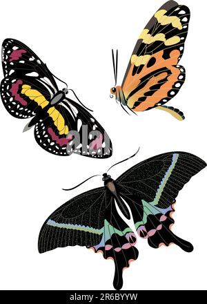 ensemble de papillons colorés et réalistes Illustration de Vecteur