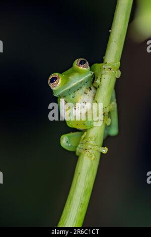 Grenouille en verre émeraude (Espadarana prosoblepon) de Bosque de Paz, Costa Rica. Banque D'Images