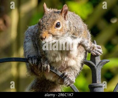 Écureuil gris ( sciurus carolinessis) sur une mangeoire à oiseaux, West Lothian, Écosse, Royaume-Uni Banque D'Images