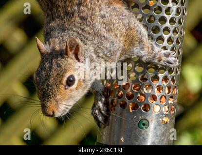 Écureuil gris ( sciurus carolinessis) sur une mangeoire à oiseaux, West Lothian, Écosse, Royaume-Uni Banque D'Images