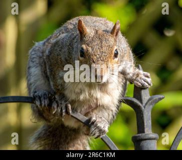 Écureuil gris ( sciurus carolinessis) sur une mangeoire à oiseaux, West Lothian, Écosse, Royaume-Uni Banque D'Images