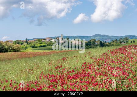 Un champ de couleur rouge par des fleurs de chèvrefeuille françaises, avec Orciano Pisano en arrière-plan, Toscane, Italie Banque D'Images