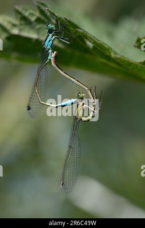 Deux fines libellules de plumes (Platycnemididae) sont sur une large lame d'herbe. Les libellules forment un coeur d'amour. Ils s'unissent et célèbrent le mariage Banque D'Images