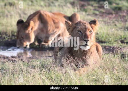 L'adolescent Lion (panthera Leo) se reposant après avoir nourri tandis qu'un autre verre de l'abreuvoir derrière, pris à Masai Mara Kenya, Banque D'Images