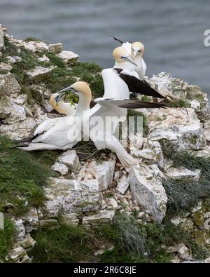Une paire de Gannets du Nord montrant le comportement de la cour Banque D'Images