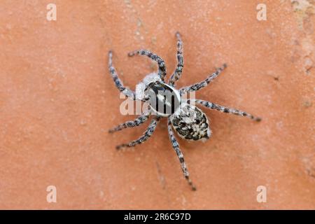 Springspinne, Weibchen, Menemerus semilimbatus, araignée sauteuse, femme, Springspinnen, Salticidae, araignées sauteuses Banque D'Images