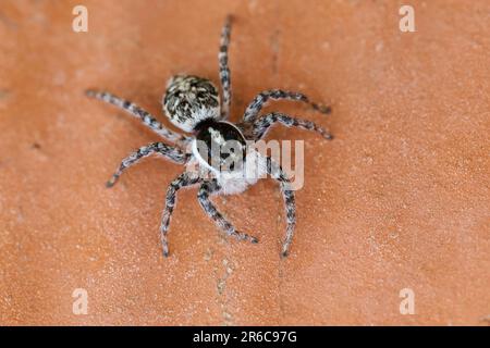 Springspinne, Weibchen, Menemerus semilimbatus, araignée sauteuse, femme, Springspinnen, Salticidae, araignées sauteuses Banque D'Images