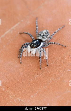 Springspinne, Weibchen, Menemerus semilimbatus, araignée sauteuse, femme, Springspinnen, Salticidae, araignées sauteuses Banque D'Images