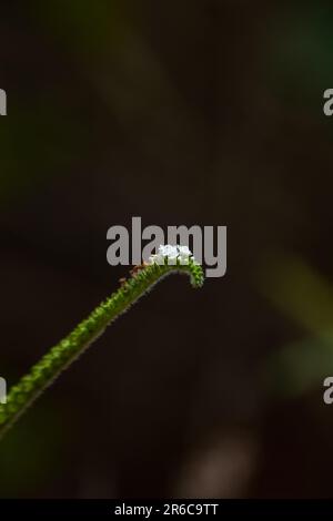 Une fleur jaune vif avec des gouttes d'humidité reposant doucement sur ses feuilles et sa tige vertes brillantes, vue en macro-photographie. Banque D'Images