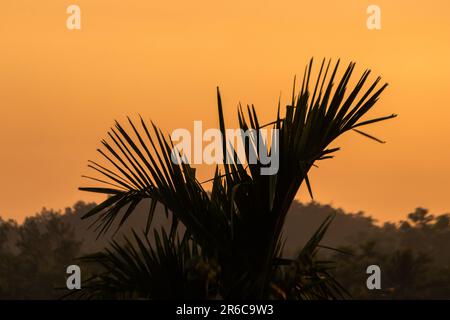 Une silhouette étonnante d'un arbre solitaire contre un beau coucher de soleil, avec l'horizon lumineux dans le ciel du soir. Banque D'Images