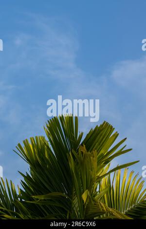 Un palmier vert luxuriant et vibrant s'élève sur fond de nuages blancs moelleux dans un paradis tropical idyllique. Banque D'Images