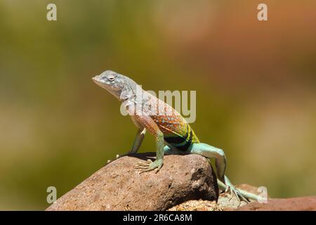 Lors d'une chaude journée de printemps, un lézard du désert prend le soleil tout en étant perché sur un rocher à Big Bend. Banque D'Images