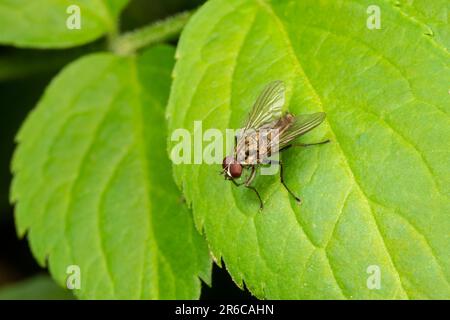 Une mouche à la racine, espèce d'Hydrophoria, famille des Anthomyiidae Banque D'Images