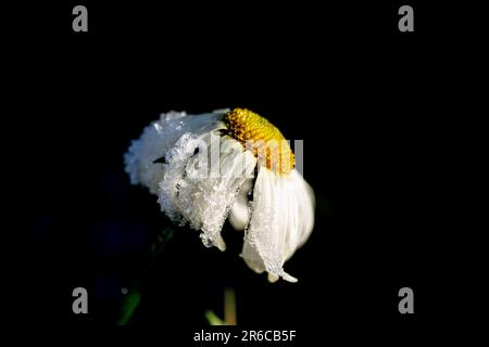 Une fleur blanche avec une légère poussière de neige perchée sur une brousse Banque D'Images