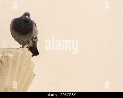 un joli pigeon dans un coin de bâtiment Banque D'Images