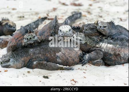 Iguanes marins (Amblyrhynchus cristatus), baignant au soleil sur la plage. Îles Galapagos Équateur Banque D'Images