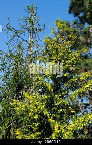 Épinette d'Orient, Picea orientalis 'Early Gold', épinette de Norvège, Or précoce, Picea abies 'viminalis' épinette conifères Banque D'Images