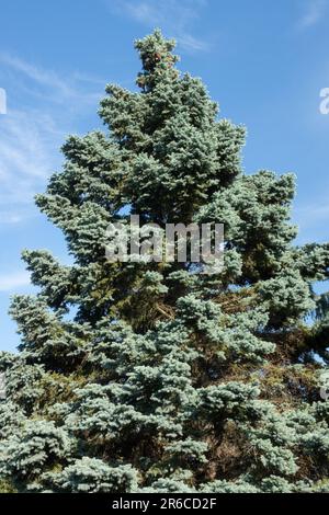 Épinette bleue du Colorado, Picea pungens 'Hoopsii', épinette Banque D'Images
