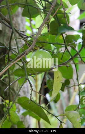 Gros plan des limes qui poussent sur des arbres dans une pépinière ou sur une ferme en été. Banque D'Images