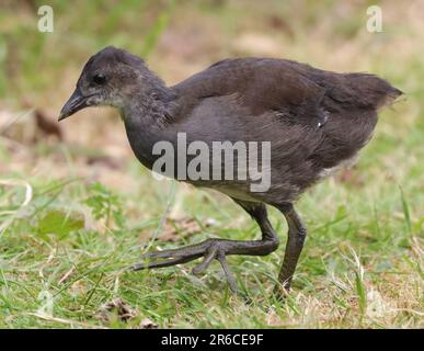 Moorhen immature Banque D'Images