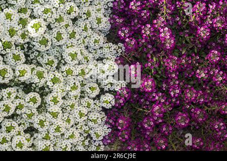 Un fond de belles fleurs d'alyssum violet et blanc. Banque D'Images