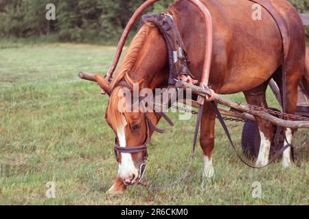 Un beau cheval rouge se grise paisiblement dans un pré dynamique pendant la saison de printemps. Le portrait présente un cheval marron époustouflant en dégustant un repas de Banque D'Images