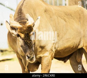 Une image d'un mâle Tragelophus oryx. Banque D'Images