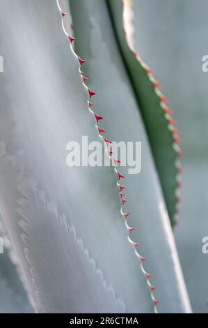 Les épines rouges de l'Agave americana contrastent avec les feuilles bleues texturées. Banque D'Images