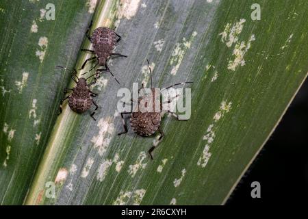 Insecte brun marmoré de la cassis sur la feuille de maïs. Agriculture insectes de cultures, lutte antiparasitaire et dommages aux cultures concept. Banque D'Images