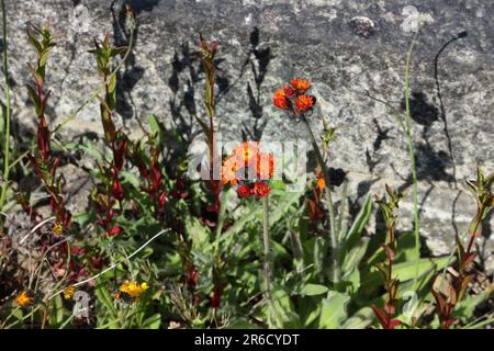 Fleurs sauvages croissant entre des tombes non-garmées dans le cimetière d'Abbey Lane Sheffield England UK, fleur d'oranger - Hieracium aurantiacum, en pleine croissance sauvage Banque D'Images