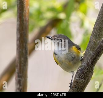 Un gros plan d'une paruline américaine Redstart femelle dans la forêt du parc national Pelée, en Ontario Banque D'Images