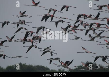 Sri Lanka Birds in the Wild, visitez Sri Lanka Banque D'Images