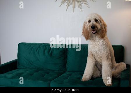 Portrait d'un énorme chien blanc Goldendoodle assis sur un canapé en velours vert Banque D'Images