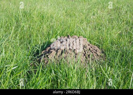 Molehill dans le champ vert. Trou de ravageurs de jardin, taupe commune, dans l'herbe de prairie. Gros plan. Banque D'Images