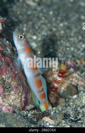 Shrimpgoby de Flagtail, Amblyeleotris yanoi, avec la crevette de Randall, Alpheus randalli, trou de nettoyage, rivière Surai, île de Wetar, Près d'Alor, Banda Banque D'Images