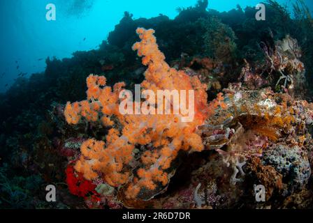 Corail d'arbre à gomerate doux, Spongodes sp, île de Riong, près d'Alor, mer de Banda, Indonésie Banque D'Images