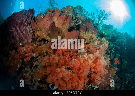 Corail d'arbre à Gomerate mou, Spongodes sp, et éponge Barrel (Xestospongia testudinaria, Ternate is, Alor Island, Banda Sea, Indonésie Banque D'Images