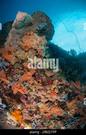 Corail d'arbre à gomerate mou, Spongodes sp, et Eponge Ianthella, Ianthella sp, Ternate is, Île d'Alor, mer de Banda, Indonésie Banque D'Images