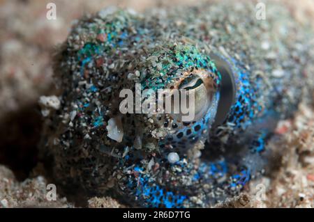 Squid de Bobtail de Berry, Euprymna berryi, site de plongée de la baie de Kalabahi, île d'Alor, Indonésie Banque D'Images