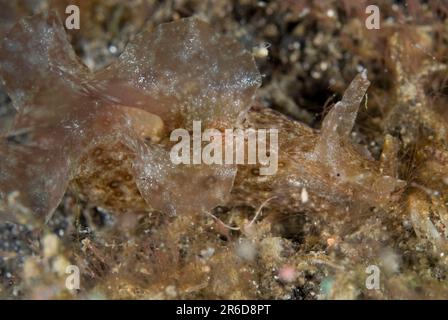 Lièvre d'Amérique tacheté, Aplysia argus, site de plongée d'Aer Perang, détroit de Lembeh, Sulawesi, Indonésie Banque D'Images