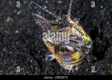 Bobbit Worm, Eunice aphroditois, in Hole, site de plongée d'Aer Perang, Straits de Lembeh, Sulawesi, Indonésie Banque D'Images