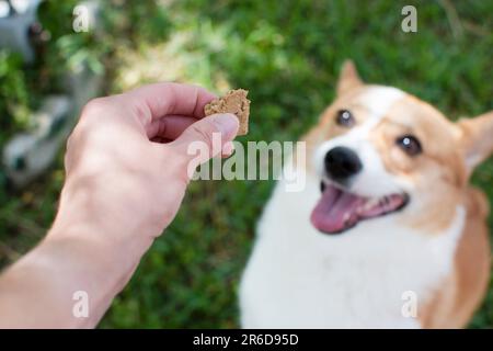 Offrir un cadeau à un chien. Biscuit pour chien pour un Corgi Pembroke gallois. Banque D'Images