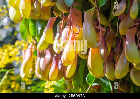 Feuilles et pichet de Nepenthes. Plante prédatrice carnivore tropicale en gros plan. Fond naturel avec plantes exotiques. Banque D'Images