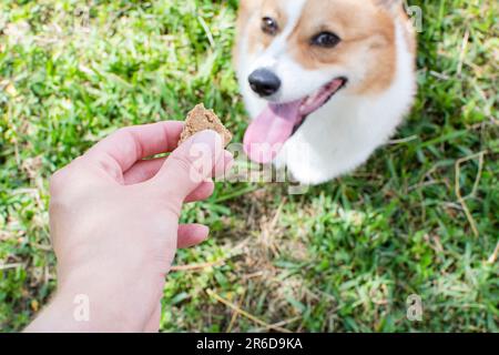 Offrir un cadeau à un chien. Biscuit pour chien pour un Corgi Pembroke gallois. Banque D'Images