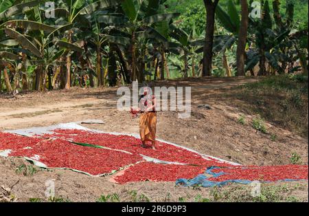 Irrawaddy, Myanmar - 21 mars 2018: Femme séchant des piments rouges sur le sol dans la campagne du Myanmar. Le piment sec est une épice importante partout Banque D'Images