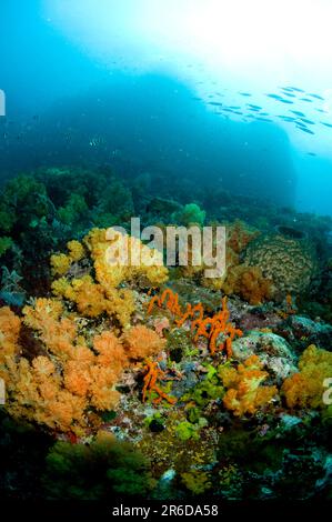 Corail d'arbre à gomerate, Spongodes sp, avec école de poisson avec le soleil en arrière-plan, site de plongée Batu Kapal, Straits de Lembeh, Sulawesi, Indonésie Banque D'Images